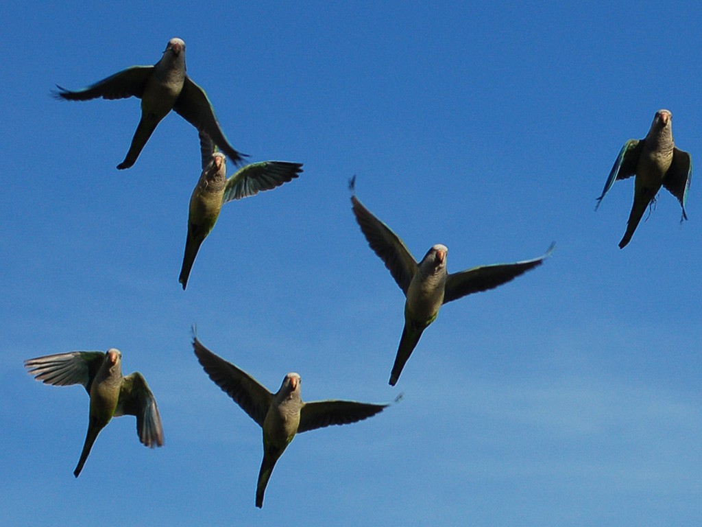 Kabar Bird Essay In Gujarati