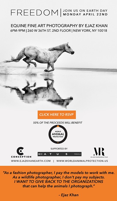 Freedom | Wild Horse Photography Exhibition with Ejaz Khan